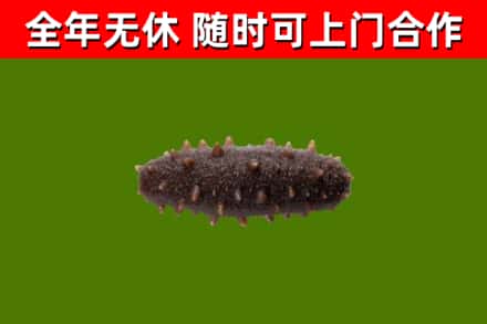 通辽回收海参干
